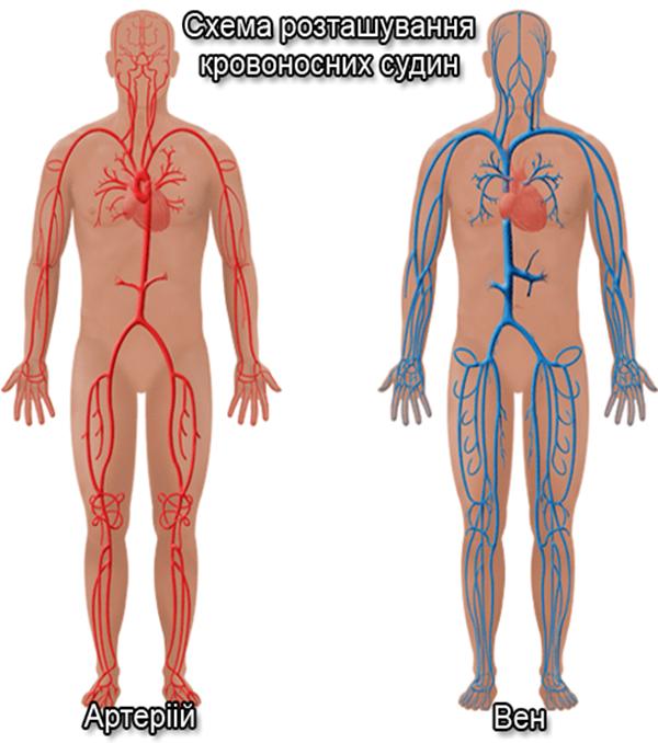 Вены Артерии