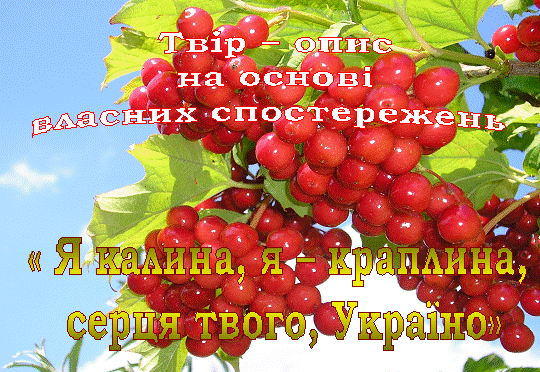 Опис Твір Калина Росте Під Моїм Вікном