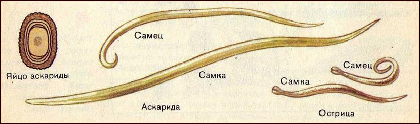 Тип Круглые Черви Картинки