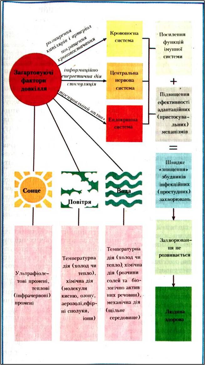 11. Загартовування, його значення. Правила загартовування