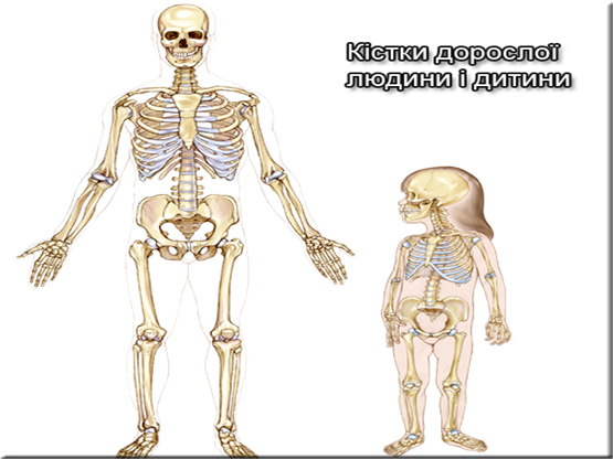 Урок №27. Скелет і м'язи. Їх значення. Зміцнення скелету і м'язів