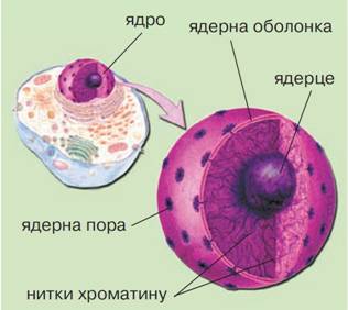 Реферат: Будова і значення ядра в клітині Типи поділу рослинних клітин
