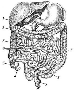 Реферат: Органи травлення Тонка кишка Травлення в тонкій кишці