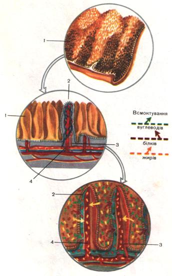 Реферат: Органи травлення Тонка кишка Травлення в тонкій кишці
